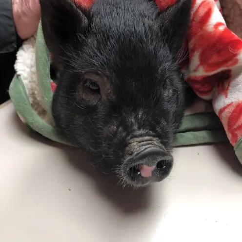 North Country Veterinary Services with Pig